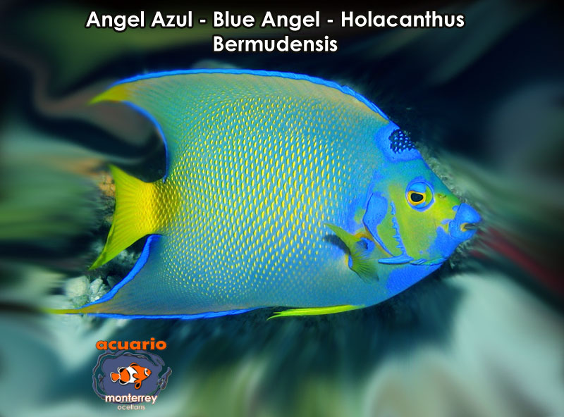 Angel Azul - Blue Angel - Holacanthus Bermudensis