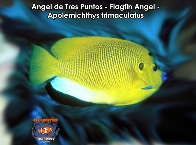Angel de Tres Puntos - Flagfin Angel - Apolemichthys trimaculatus