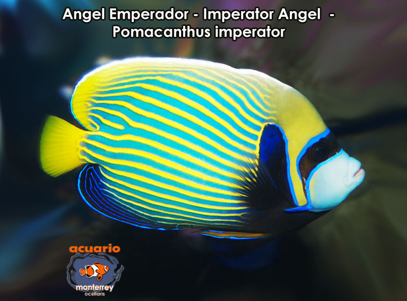Angel Emperador - Imperator Angel - Pomacanthus imperator