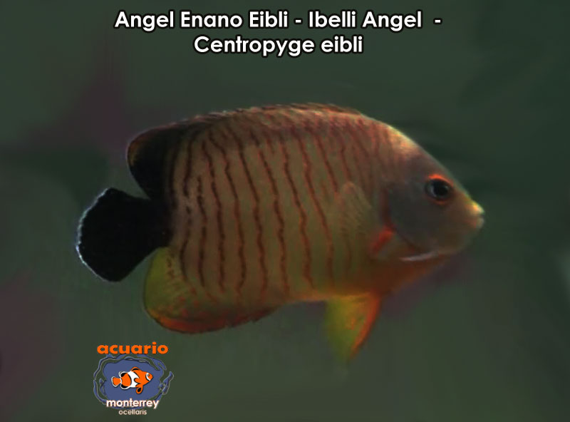 Angel Enano Eibli - Ibelli Angel - Centropyge eibli