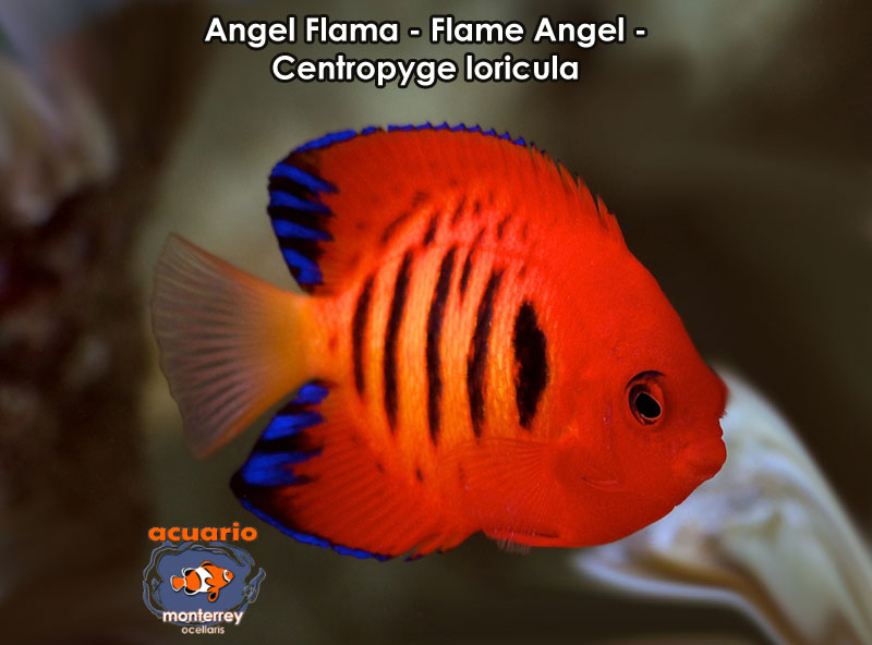 Angel Flama - Flame Angel - Centropyge loricula