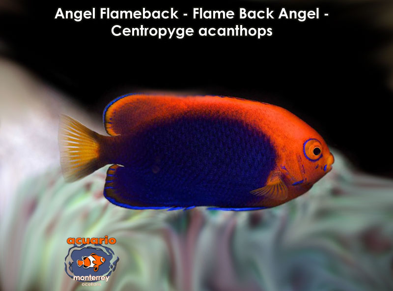 Angel Flameback - Flame Back Angel - Centropyge acanthops