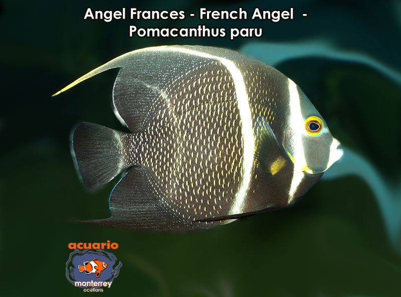 Angel Frances - French Angel - Pomacanthus paru