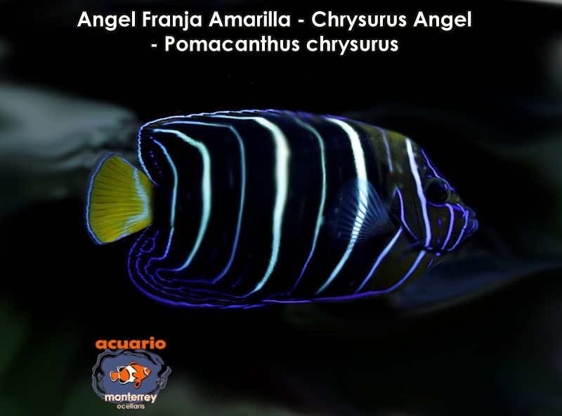 Angel Franja Amarilla - Chrysurus Angel - Pomacanthus chrysurus