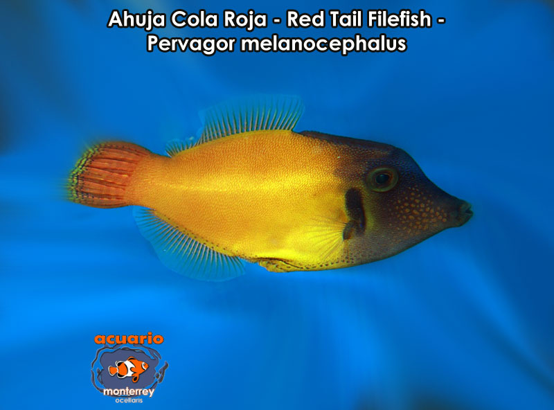 Ahuja Cola Roja - Red Tail Filefish - Pervagor melanocephalus