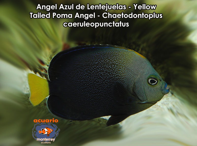 Angel Azul de Lentejuelas - Yellow Tailed Poma Angel - Chaetodontoplus caeruleopunctatus