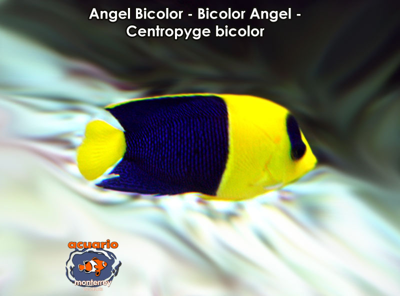 Angel Bicolor - Bicolor Angel - Centropyge bicolor
