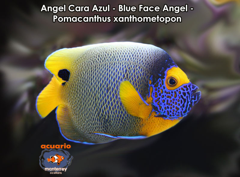 Angel Cara Azul - Blue Face Angel - Pomacanthus xanthometopon