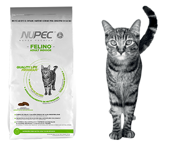 npc-menu-felina-adult