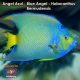 Angel Azul - Blue Angel - Holacanthus Bermudensis