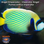 Angel Emperador - Imperator Angel - Pomacanthus imperator
