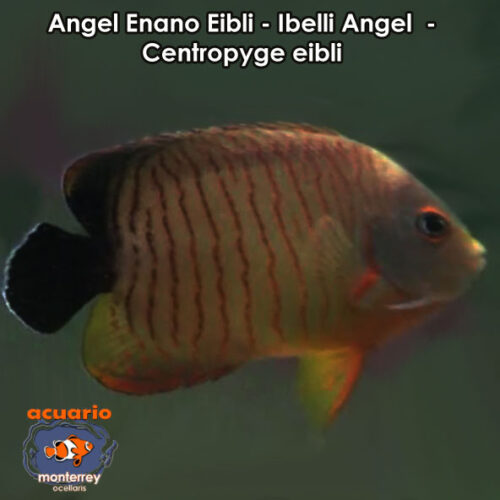 Angel Enano Eibli - Ibelli Angel - Centropyge eibli
