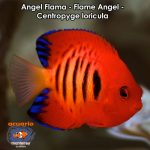 Angel Flama - Flame Angel - Centropyge loricula