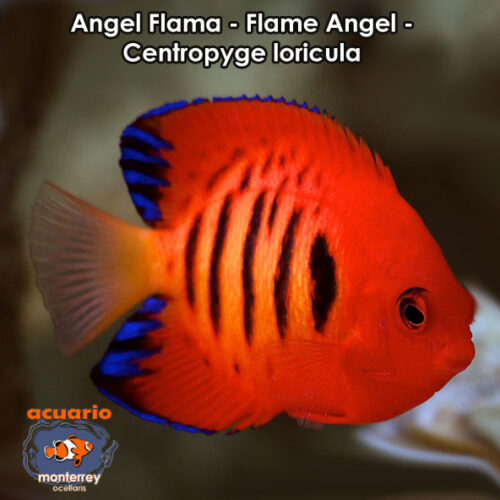 Angel Flama - Flame Angel - Centropyge loricula