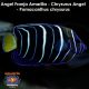 Angel Franja Amarilla - Chrysurus Angel - Pomacanthus chrysurus