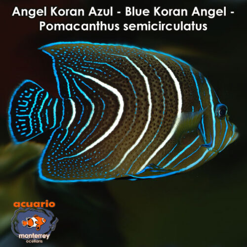 Angel Koran Azul - Blue Koran Angel - Pomacanthus semicirculatus
