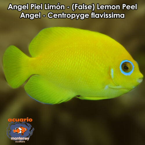 Angel Piel Limon - (False) Lemon Peel Angel - Centropyge flavissima