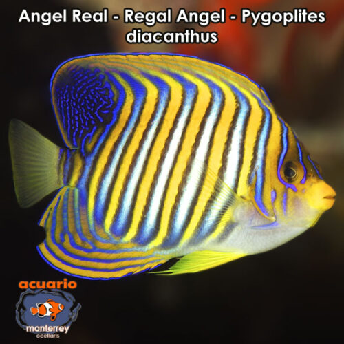 Angel Real - Regal Angel - Pygoplites diacanthus