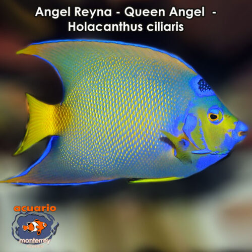 Angel Reyna - Queen Angel - Holacanthus ciliaris