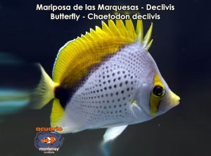 Mariposa de las Marquesas - Declivis Butterfly - Chaetodon declivis