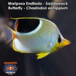 Mariposa Ensillada - Saddleback Butterfly - Chaetodon ephippium