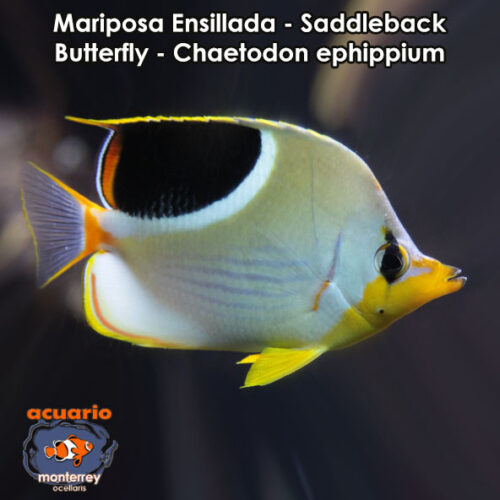 Mariposa Ensillada - Saddleback Butterfly - Chaetodon ephippium