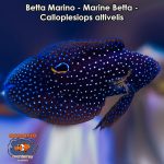 Betta Marino - Marine Betta - Calloplesiops altivelis