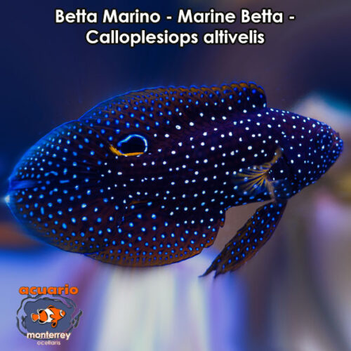 Betta Marino - Marine Betta - Calloplesiops altivelis