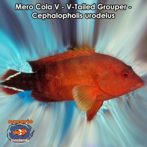 Mero Cola V - V-Tailed Grouper - Cephalopholis urodelus