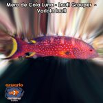 Mero de Cola Luna - Louti Grouper - Variola louti