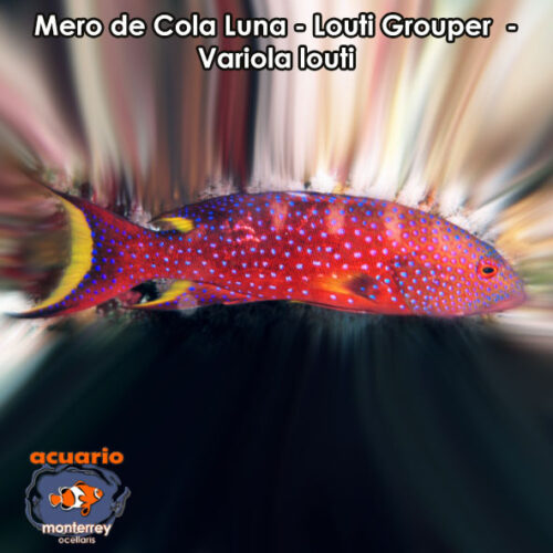 Mero de Cola Luna - Louti Grouper - Variola louti