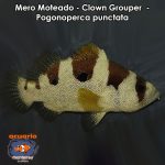 Mero Moteado - Clown Grouper - Pogonoperca punctata