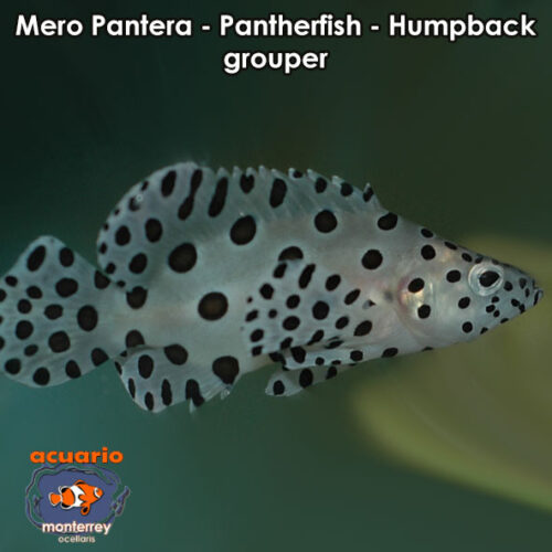 Mero Pantera - Pantherfish - Humpback grouper