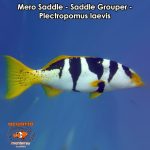 Mero Saddle - Saddle Grouper - Plectropomus laevis