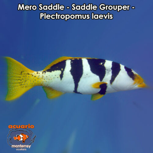 Mero Saddle - Saddle Grouper - Plectropomus laevis