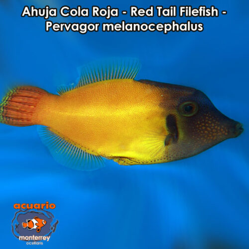 Ahuja Cola Roja - Red Tail Filefish - Pervagor melanocephalus