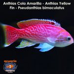 Anthias Cola Amarilla - Anthias Yellow Fin - Pseudanthias bimaculatus