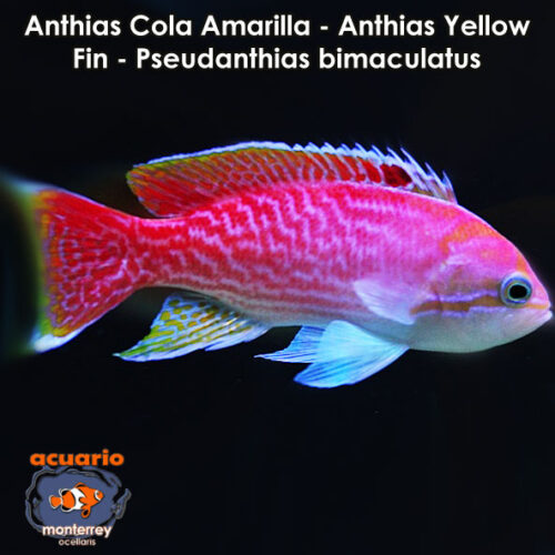 Anthias Cola Amarilla - Anthias Yellow Fin - Pseudanthias bimaculatus