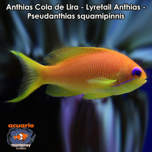 Anthias Cola de Lira - Lyretail Anthias - Pseudanthias squamipinnis