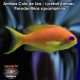 Anthias Cola de Lira - Lyretail Anthias - Pseudanthias squamipinnis