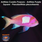 Anthias Cuadro Purpura - Anthias Purple Square - Pseudanthias pleurotaenia