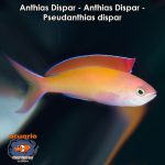 Anthias Dispar - Anthias Dispar - Pseudanthias dispar