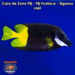 Cara de Zorro Fiji - Fiji Foxface - Siganus uspi