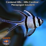 Cardenal Hifin - Hifin Cardinal - Pterapogon kauderni