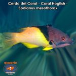 Cerdo del Coral - Coral Hogfish - Bodianus mesothorax