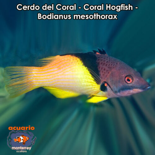 Cerdo del Coral - Coral Hogfish - Bodianus mesothorax