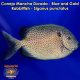 Conejo Mancha Dorada - Blue and Gold Rabbitfish - Siganus punctatus