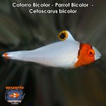Cotorro Bicolor - Parrot Bicolor - Cetoscarus bicolor