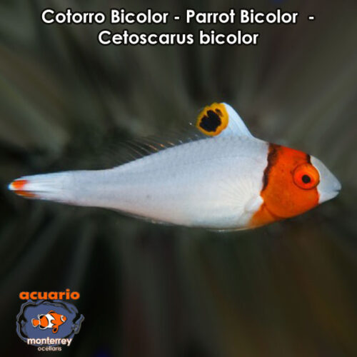 Cotorro Bicolor - Parrot Bicolor - Cetoscarus bicolor