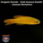 Gragario Dorado - Gold Assessor Basslet - Assessor flavissimus